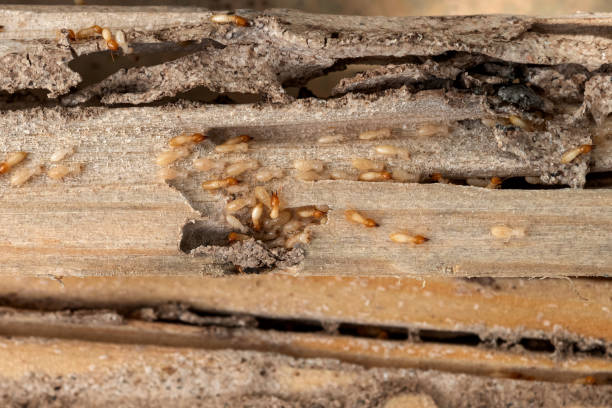 Best Pest Control Near Me in De Soto, KS